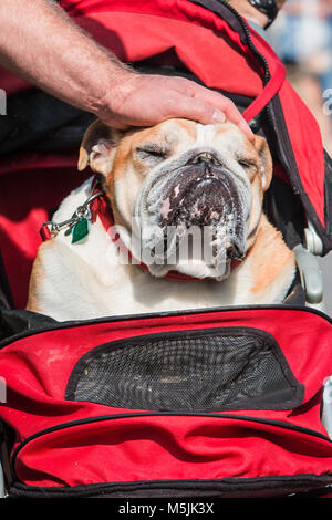 Hand Haustiere des Menschen eine Englische Bulldogge auf seinen Kopf, als er in einem Kinderwagen sitzt. Stockfoto