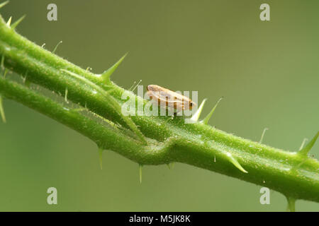 Gemeinsame Blutzikade (Philaenus Spumarius) Stockfoto