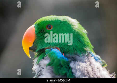 Green Parrot portrait Stockfoto