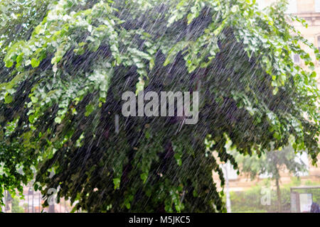 Sommer Regenschauer, Linde, Straßburg, Elsass, Frankreich, Europa, Stockfoto