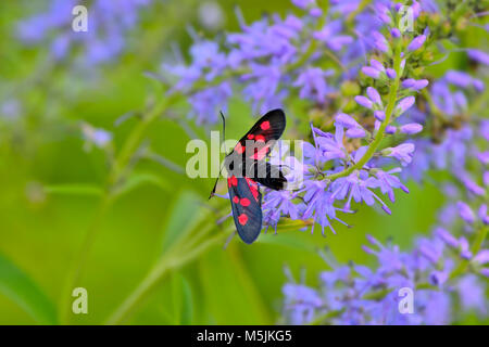 Schmetterling Zygaena Filipendulae mit hellen roten Flecken am Flügel in der Nähe bis auf Blau Veronica fower sitzen. Schönen sommer grün verschwommenen Hintergrund mit Stockfoto