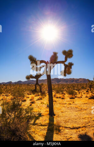 Joshua Tree gegen die Sonne fotografiert. Stockfoto