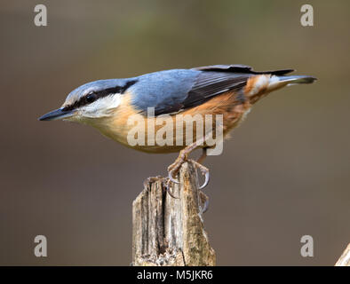 Neugierige Kleiber in Gloucestershire Stockfoto