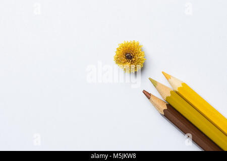 Kleine hübsche Daisy Flower auf weißem Papier Hintergrund. Farbpalette von Gelb Braun Grün Bunte Bleistifte. Nachahmung der Zeichnung. Ostern Mütter Da Stockfoto