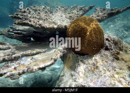 Eine beschädigte Cluster von Elkhorn Coral, Links, sitzt neben einer gesunden Kopf der brain Coral auf dem Boden von Salt Pond Bay auf der Insel St. John in den US Stockfoto