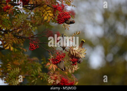 Waxwings auf Rowen Baum Stockfoto