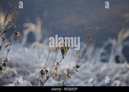 Stieglitz im winter Stockfoto