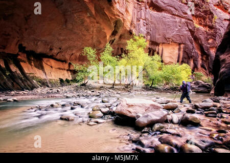 Ein Wanderer navigiert über den North Fork des Virgin River in den Engstellen im Zion Nationalpark, Utah Stockfoto