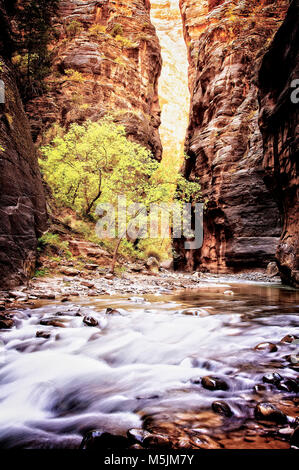 North Fork des Virgin River geschaffen die tiefe Schlucht namens the Narrows im Zion Nationalpark, Utah Stockfoto