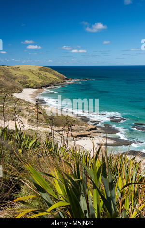 Arai-Te-Uru Halbinsel, in der Nähe von Openoni, North Island, Neuseeland Stockfoto