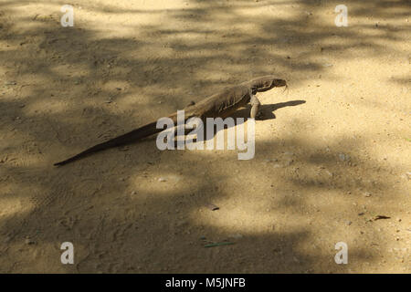 Polonnaruwa North Central Provinz Sri Lanka Land Waran (Varanus Bengalensis) Stockfoto