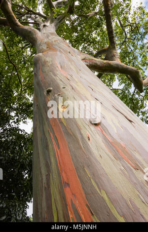 Rainbow Eukalyptus (Eucalyptus deglupta), Grenada, Karibik Stockfoto