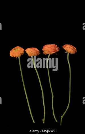 Vier orange ranunculus Flower auf schwarzem Hintergrund Stockfoto