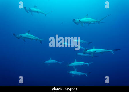 Schwarm, Gruppe von bogenstirn Hammerhaie (Sphyrna lewini) Schwimmen im offenen Meer, Rotes Meer, Ägypten Stockfoto