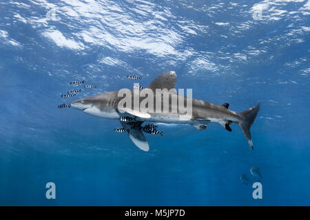 Oceanic Weißspitzen Hai (Carcharhinus Longimanus) umgeben von Pilot Fische (Naucrates Rakel) schwimmt auf dem offenen Meer, Rotes Meer Stockfoto