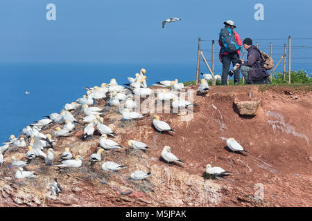 Fotografen, die Bilder von Basstölpel an deutschen Insel Helgoland Stockfoto