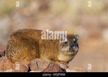 Kap hyrax (Procavia capensis) liegen auf einer Steinmauer, otjozondjupa Nature Reserve, Otjozondjupa Region, Namibia Stockfoto