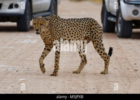 Gepard (Acinonyx jubatus), Männer, die über eine unbefestigte Straße vor Autos, Kgalagadi Transfrontier Park, Northern Cape Stockfoto