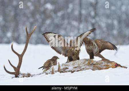 Steppe Bussard (Buteo buteo) am Kadaver eines Hirsche im Winter, Kampf um Hierarchie, Tirol, Österreich Stockfoto