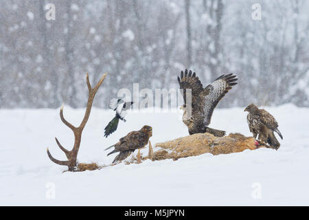 Steppe Bussard (Buteo buteo) und gemeinsame Magpie (Pica Pica) am Kadaver eines Hirsche im Winter, Tirol, Österreich Stockfoto