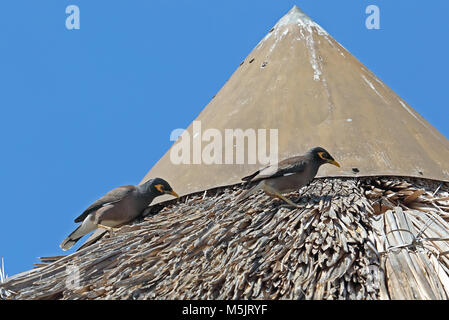 Gemeinsame Myna (Acridotheres tristis Tristis) zwei Erwachsene Futter für Insekten auf Reetdach, eingeführten Arten Tulear, Madagaskar N Stockfoto