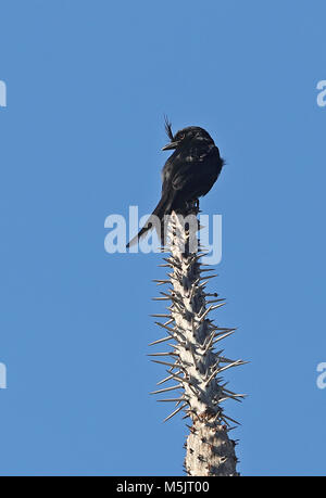 Crested Drongo (Dicrurus forficatus forficatus) Erwachsene in der Stacheligen Wald Parc Mosa, Ifaty, Madagaskar November Stockfoto