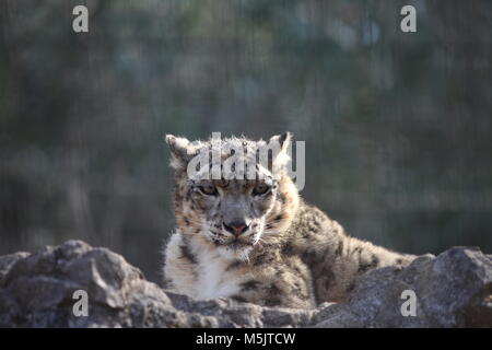 Tama Zoological Park, Tokio Stockfoto