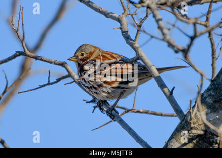 Fox sparrow - Passerella iliaca - im Baum auf Zweig mit blauen Himmel im Hintergrund thront Stockfoto