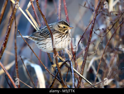 Savannah Sparrow - Passerculus sandwichensis - auf einem Zweig mit Federn thront fluffed Stockfoto