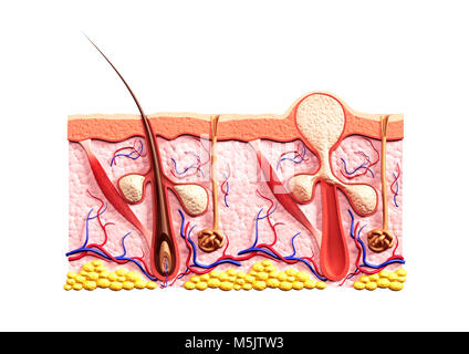 Querschnitt der Haut eine gesunde Struktur der ...