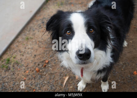 Border Collie aus Victoria, Australien Stockfoto
