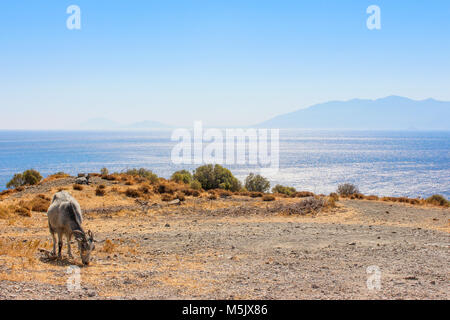 Ziege stehend an der Küste, mit Blick auf das blaue Wasser und die Silhouette der Insel am Horizont Stockfoto