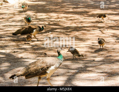 Peacock Familie, baby Pfauen außerhalb in einem Park in der Tierwelt spielen, Plaka Wald, Kos, Griechenland Stockfoto