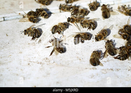 Tote Bienen im Bienenstock nach dem Winter mit Kopie Raum Stockfoto