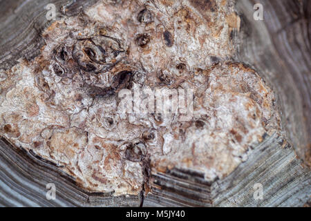 Der Elefant Fuss, Elefantfot (Dioscorea elephantipes) Stockfoto