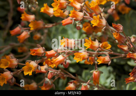 Echeveria, Echeveria Echeveria cuspidata var parrasensis (Zaragoza) Stockfoto