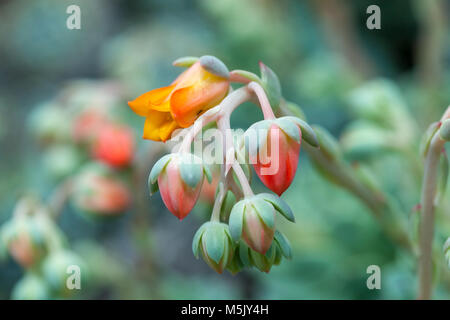 Echeveria cuspidata, Echeveria Echeveria cuspidata var parrasensis (Zaragoza) Stockfoto