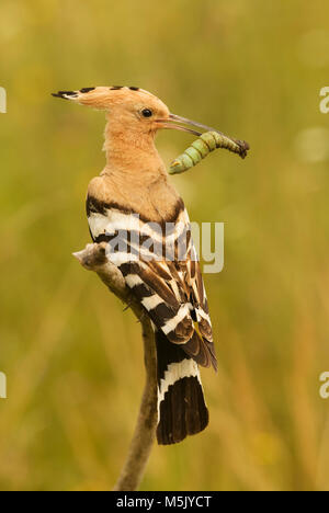 Eurasischen Wiedehopf, Upupa epops, schöne orange Vogel aus europäischen Wald. Stockfoto