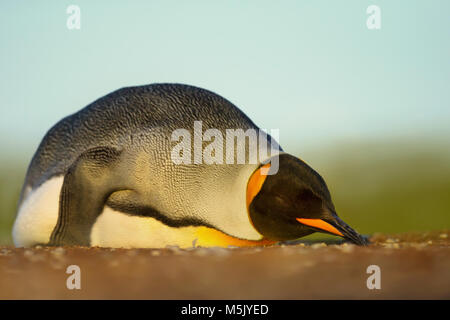 Nahaufnahme eines Königspinguin schlafen auf einem Sandstrand in Falkland Inseln. Stockfoto