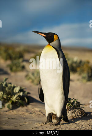 Nahaufnahme eines Königs Pinguin auf einem sandigen Strand, Sommer in Falkland Inseln. Stockfoto