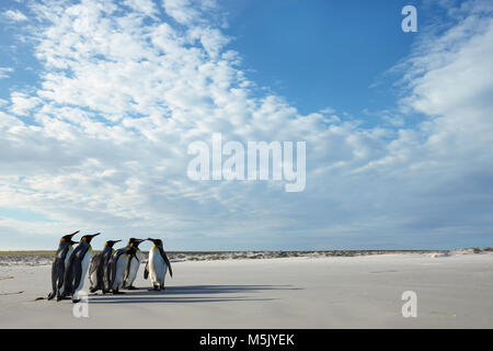 Gruppe der Königspinguine (Aptenodytes patagonicus) an einem Sandstrand in Falkland Inseln. Stockfoto