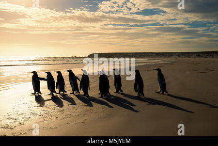 Gruppe der Königspinguine (Aptenodytes patagonicus) zu Fuß in Richtung Ozean auf einem sandigen Strand bei Sonnenaufgang, Falkland Inseln. Stockfoto