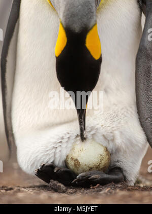 Königspinguin mit einem Ei auf Füße zu warten, bis es zu schlüpfen, Falkland Inseln. Stockfoto