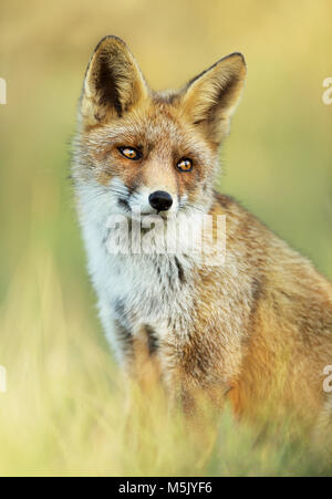 In der Nähe von einem schönen roten Fuchs im Gras sitzen. Stockfoto