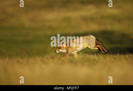 Red Fox auf dem Feld am Abend läuft, Sommer in Großbritannien. Stockfoto