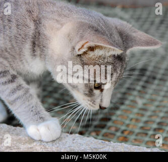 Baby Katze spielen Stockfoto