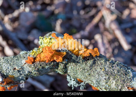 Golden jelly Pilz (Tremella mesenterica) Stockfoto