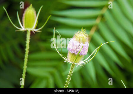 Schönes Bild von 2 Karde Blumen (Karte Thistle) & des nahen Thistle sind teilweise fehlende oder gegessen. Ich liebe die natürliche Symmetrie dieses Bild! Stockfoto