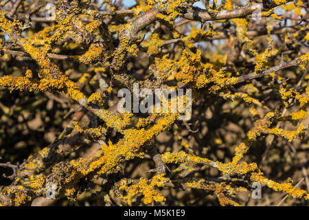 Gold und Gelb Flechten für hawthorn Zweige im hellen Sonnenschein Stockfoto