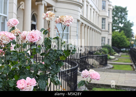 Rosa Rose Bush wachsenden außerhalb von Regency Stadthäuser in London Stockfoto